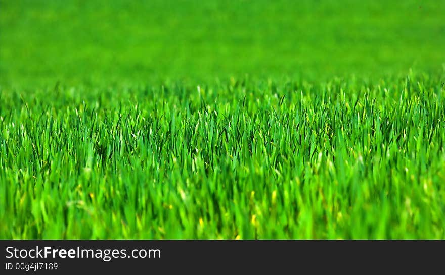 Grassy background