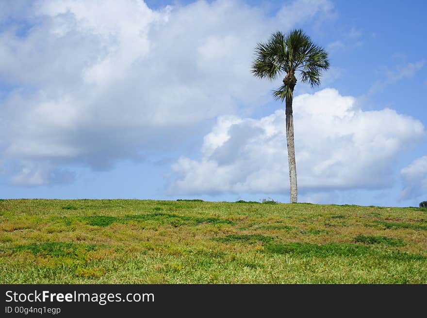 Lonely palmtree in the horizon