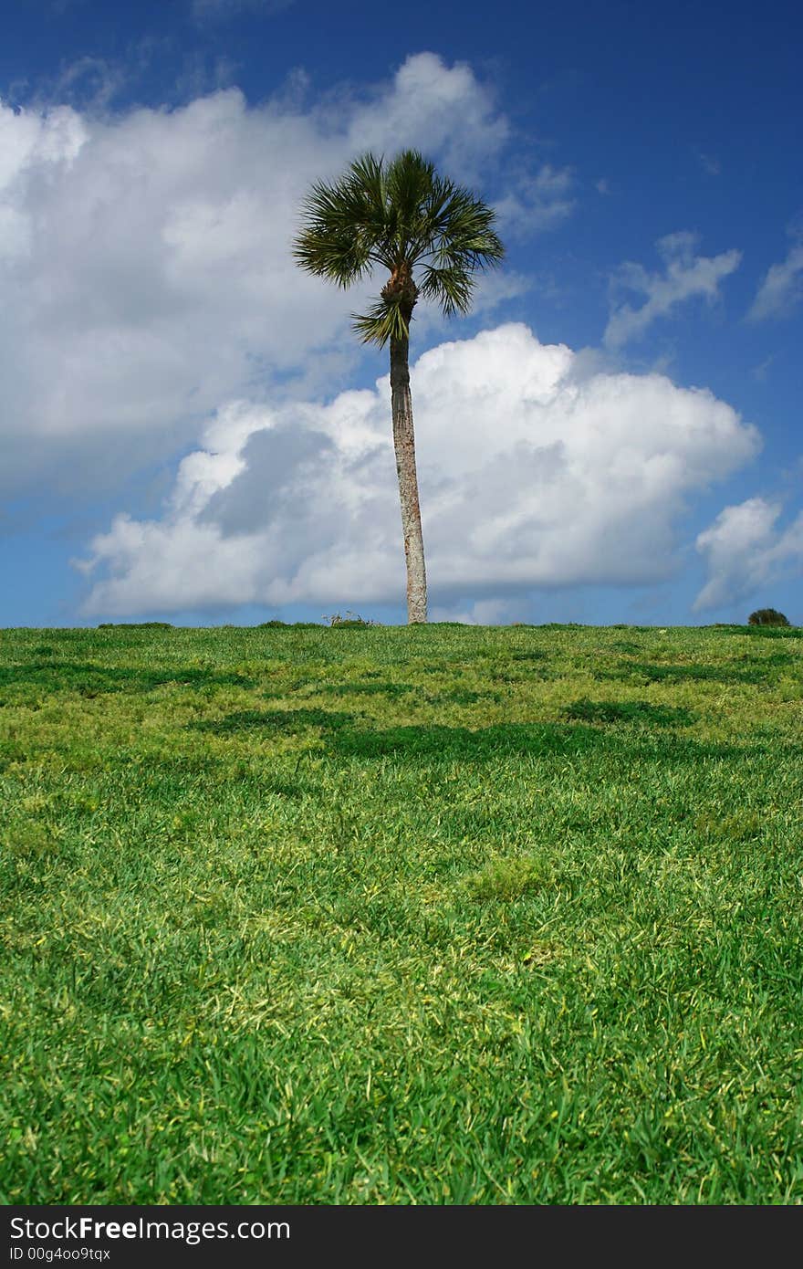 Centered palmtree with cloudy background. Centered palmtree with cloudy background