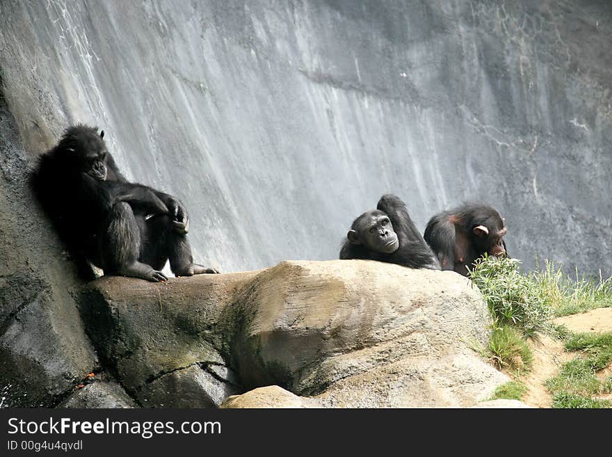 Chimpanzee Relaxing on the Rocks on a Sunny Day