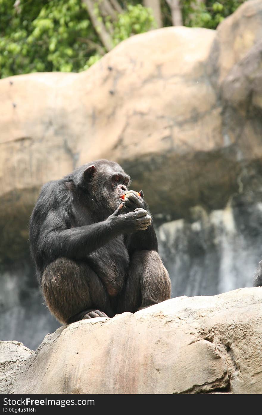 Chimpanzee Eating