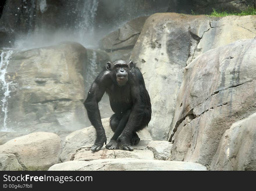 Chimp on the Rocks