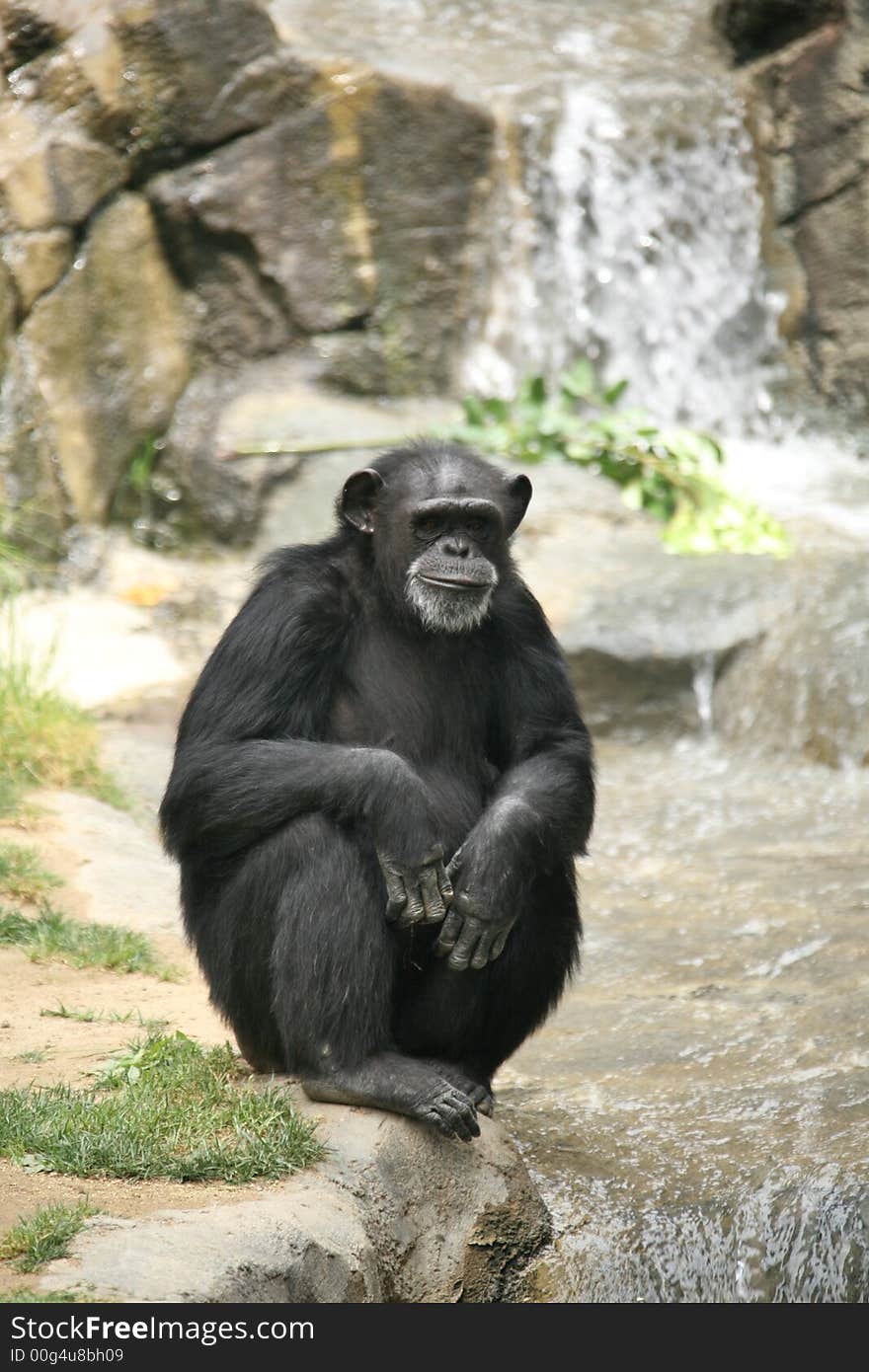 Chimpanzee Hanging Out