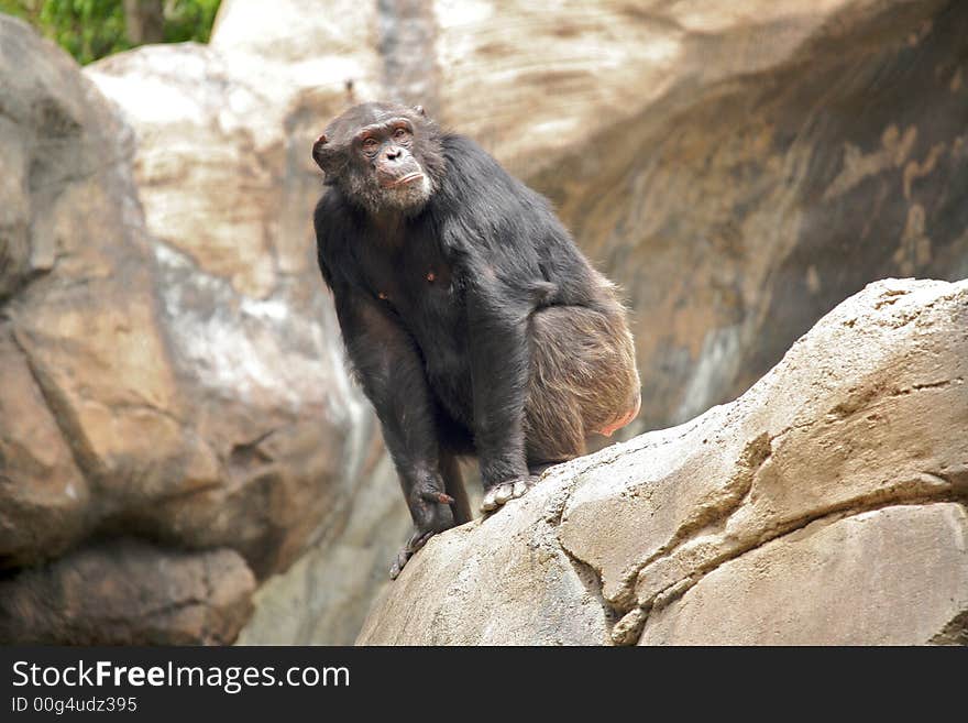 Curious Chimp Sitting on a Rock. Curious Chimp Sitting on a Rock