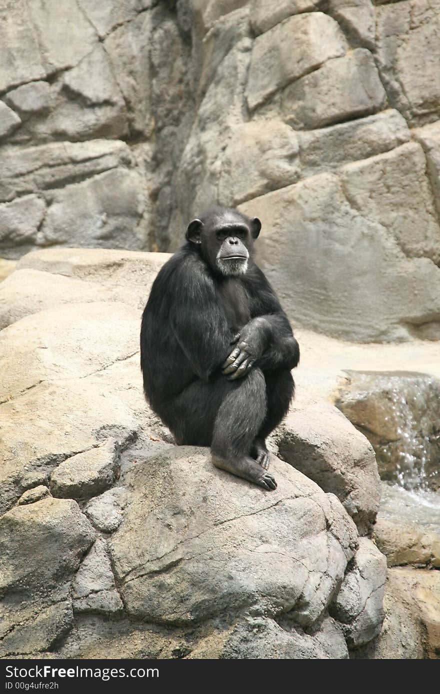 Chimpanzee Sitting Alone