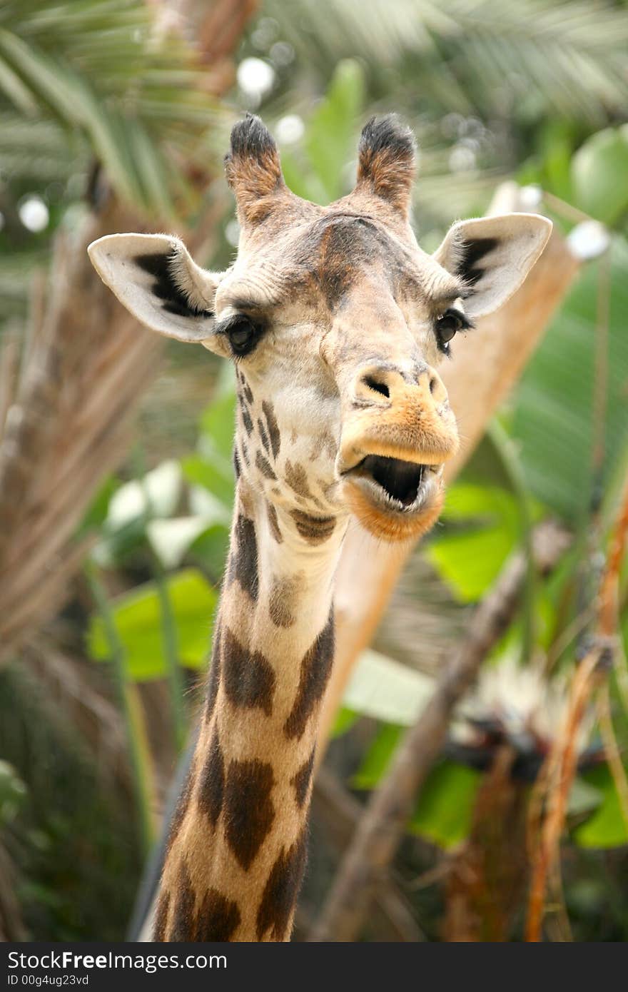 Speaking Giraffe With Green Palm Foliage Background