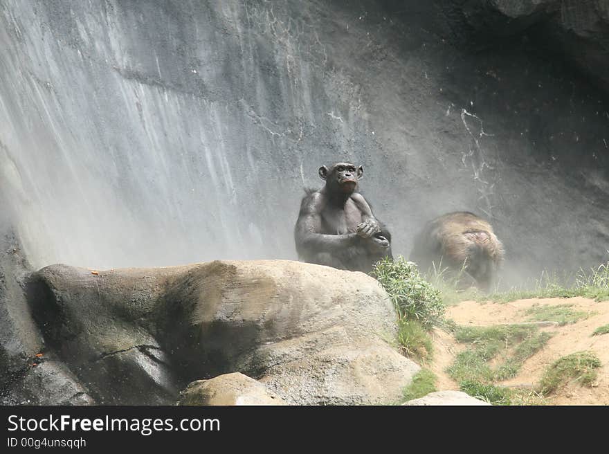 Funny Expressive Chimp