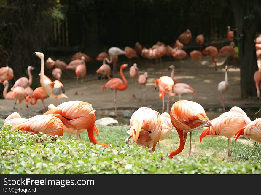 Orange Flamingos