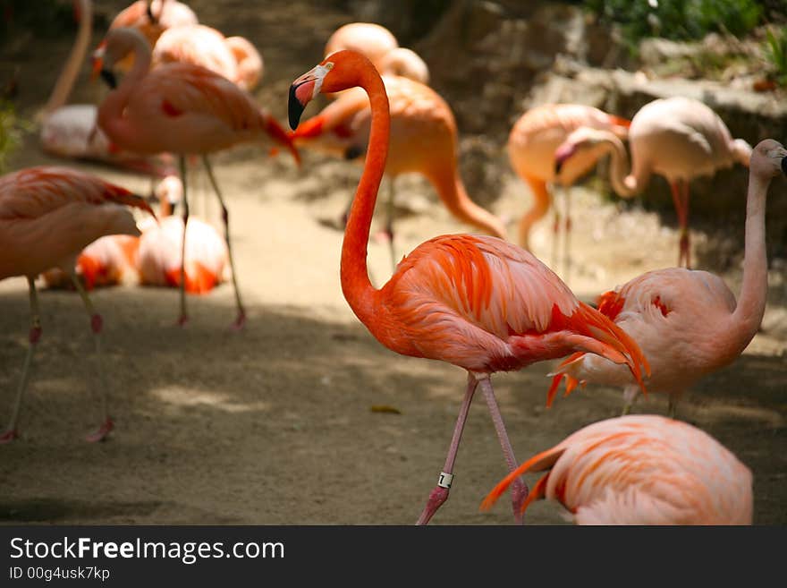 Orange Flamingos