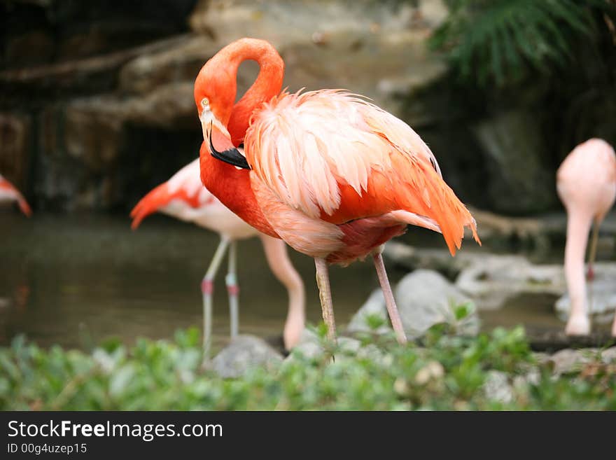 Lovely Flamingo With High Depth of Field