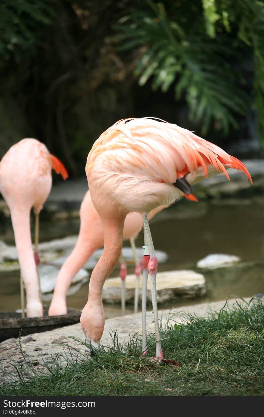 Peach Flamingo Looking for a Treat