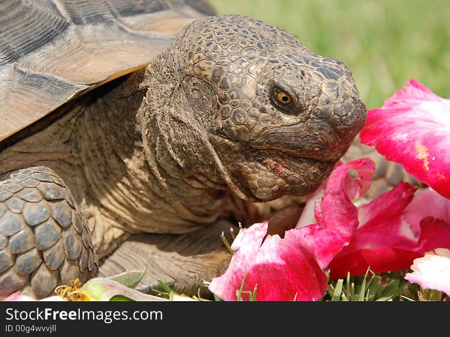 Close up of a hard, rough California Desert Tortoise looking at delicate rose petals that he is about to eat. Close up of a hard, rough California Desert Tortoise looking at delicate rose petals that he is about to eat.