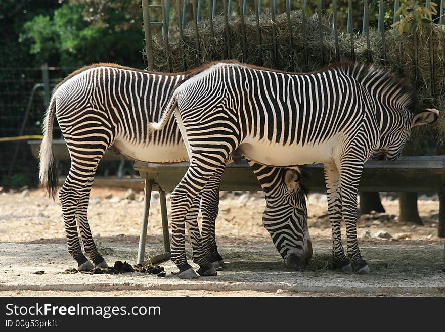 Young zebras in the zoo