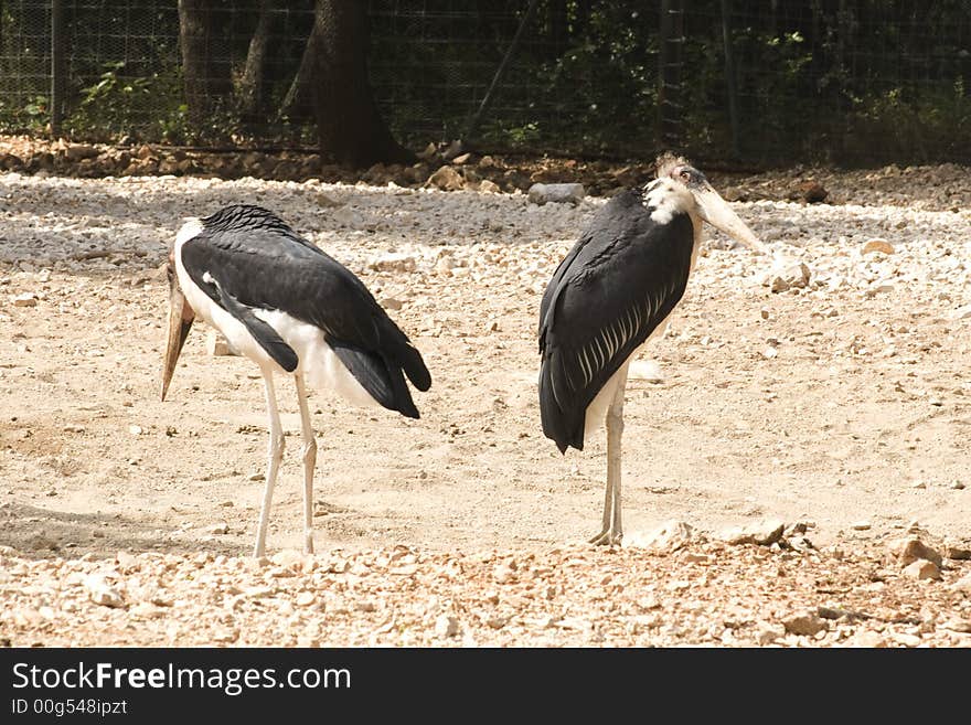 Couple of marabous in the zoo