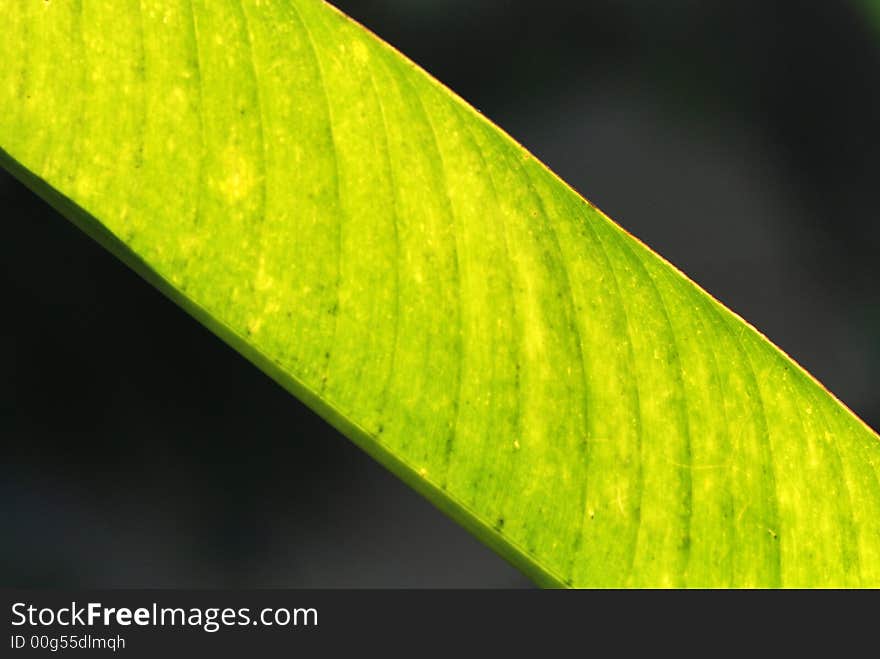 Big Green Leaf