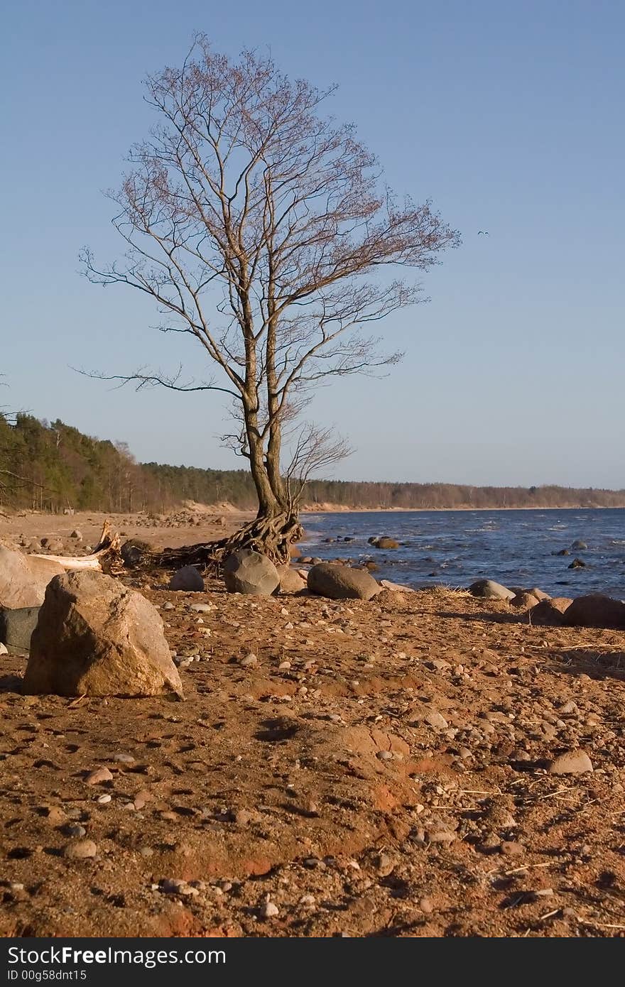 Tree on the stony sea shore. Tree on the stony sea shore