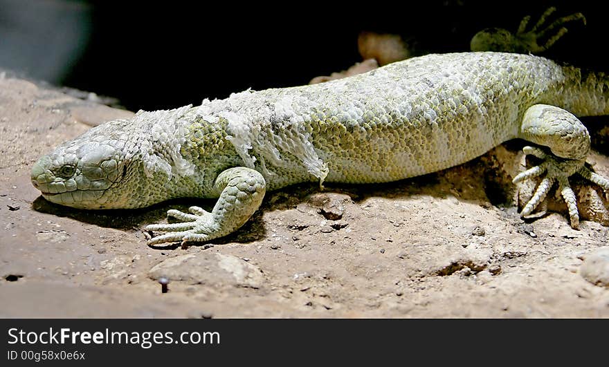 Portrait of prehensile tailed skink. Portrait of prehensile tailed skink