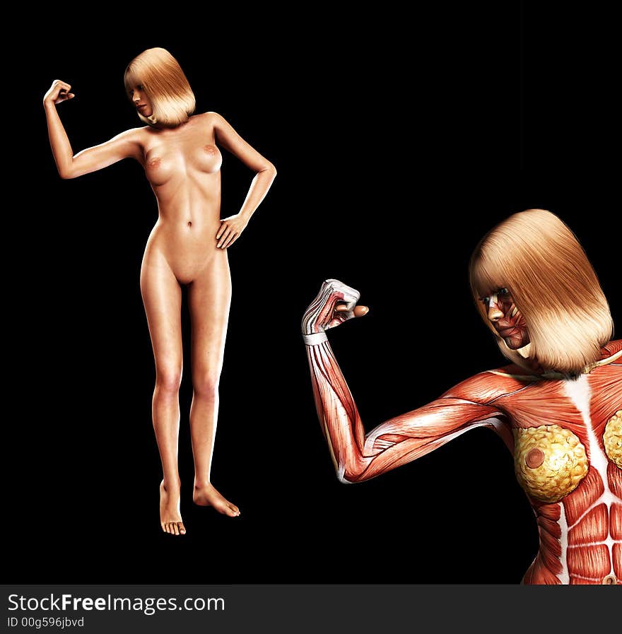 Muscle And Skin 6
