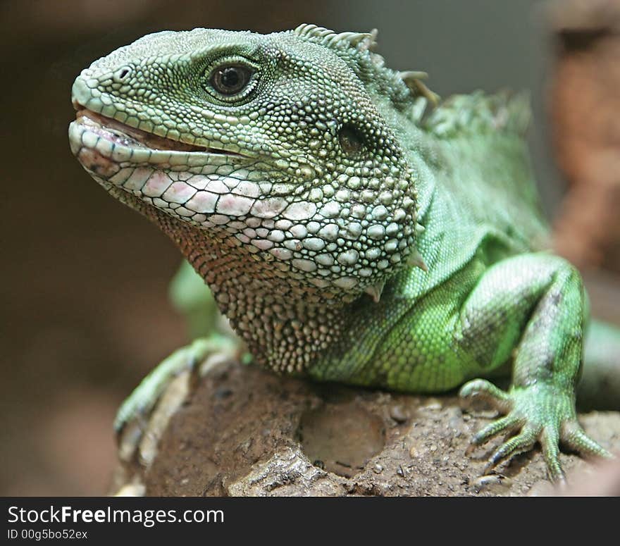 Close-up of Chinese Water Dragon Lizard. Close-up of Chinese Water Dragon Lizard