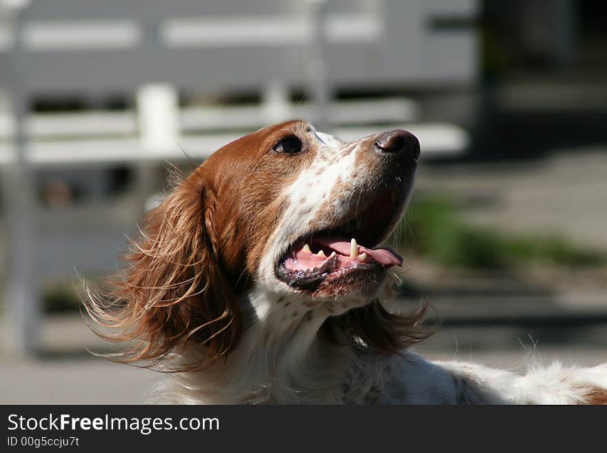 Speckled Breton bird hunting dog (Épagneul breton). Speckled Breton bird hunting dog (Épagneul breton)