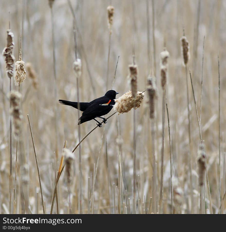 Red-winged Blackbird