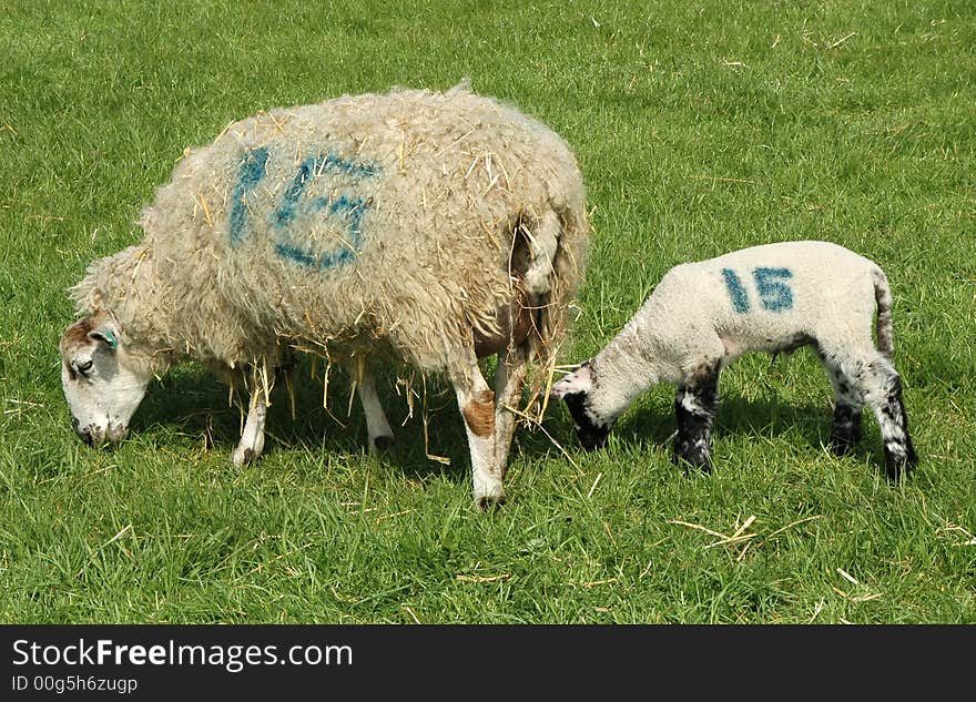 Mother sheep and lamb numbered for identification. Mother sheep and lamb numbered for identification