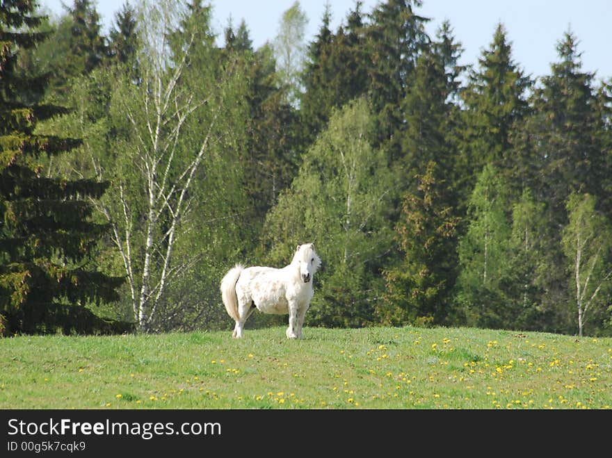 White horse on a medow