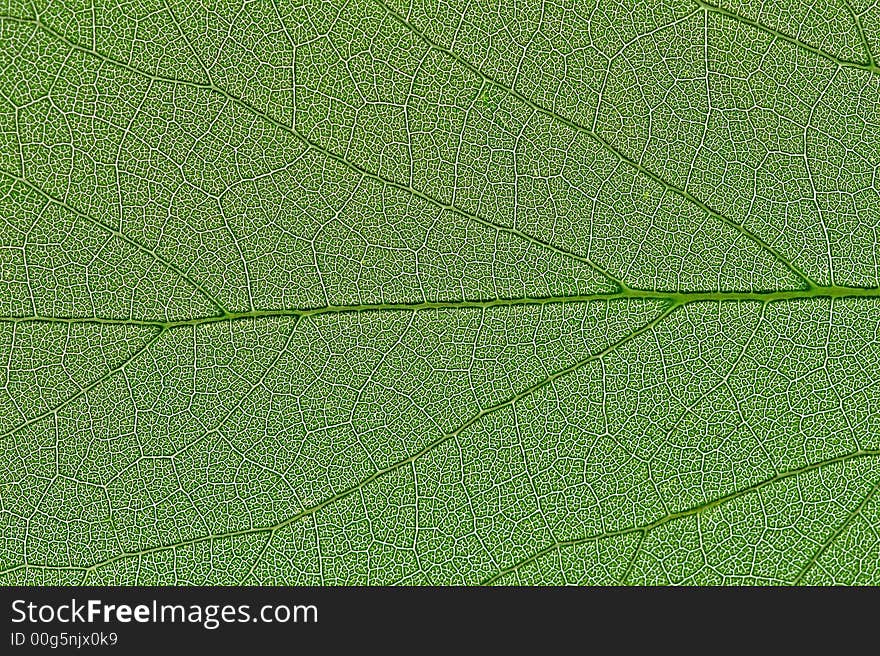 Close up of a leafs surface. Close up of a leafs surface