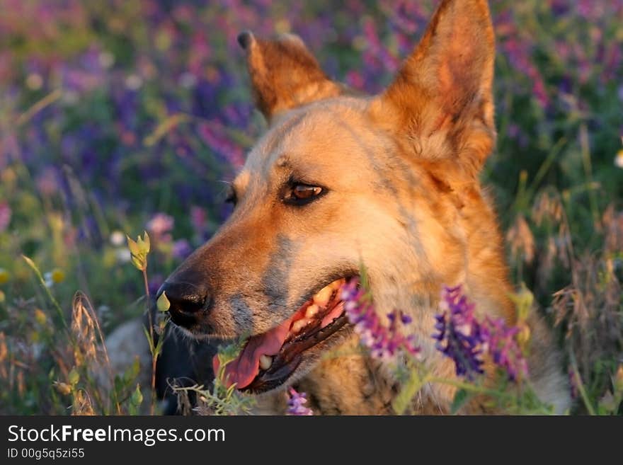 My dog in the meadow. Dog looking in the sunset.