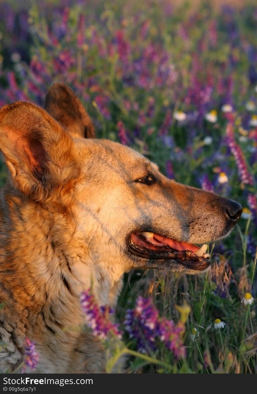 My dog in the meadow, hi is look in sunset