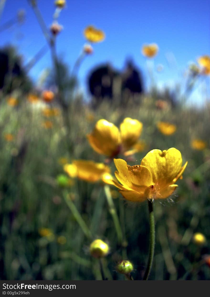 A close up of a buttercup in a meadow foll of buttercups on a sunny day. A close up of a buttercup in a meadow foll of buttercups on a sunny day