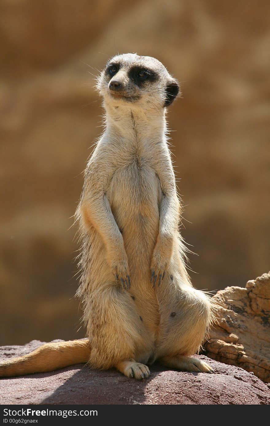 Prairie dog standing front view. Prairie dog standing front view