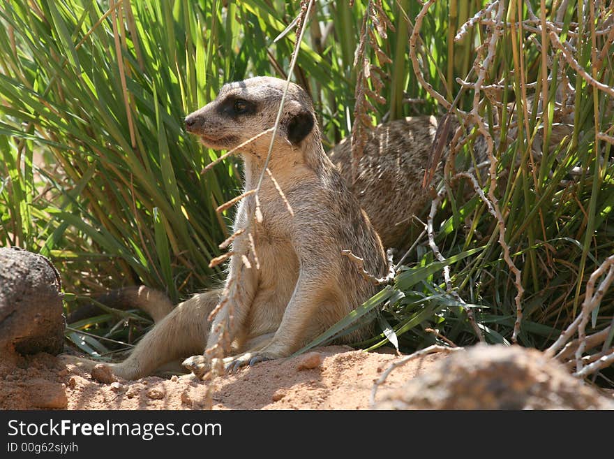 Prairie dog seated on a rock