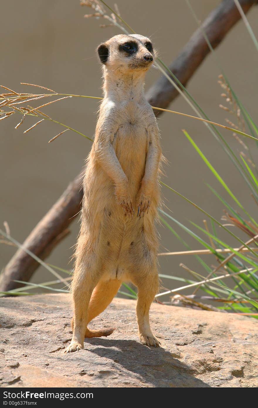 Prairie dog looking out