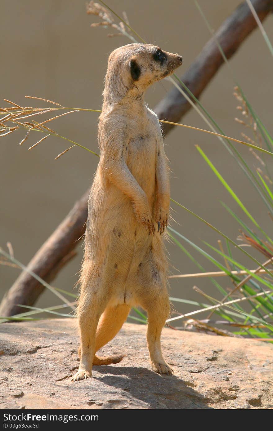 Prairiei dog looking left