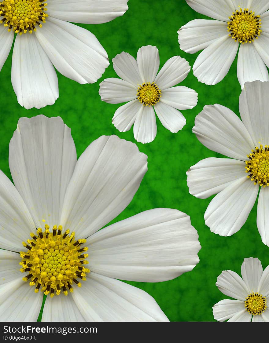 Composition  from white flowers on a green background