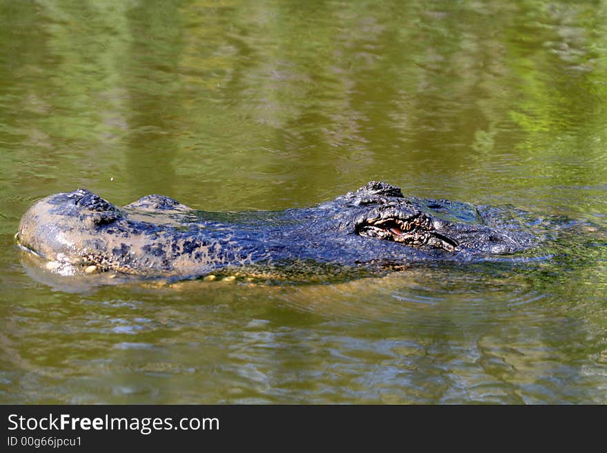 Crocodile nose