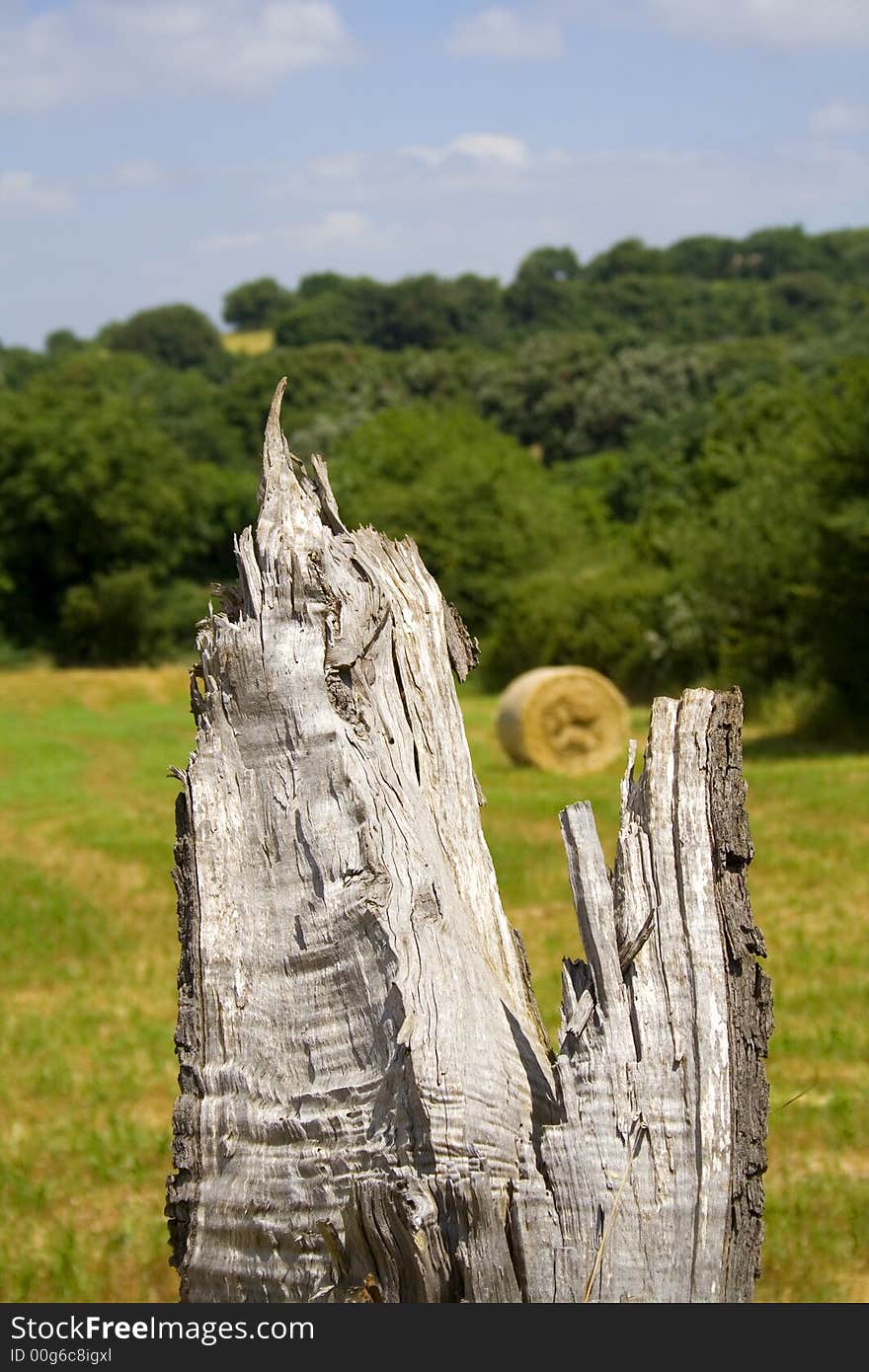 Seasonal sicilian landscape. Visible the dead tree anche ball hay.