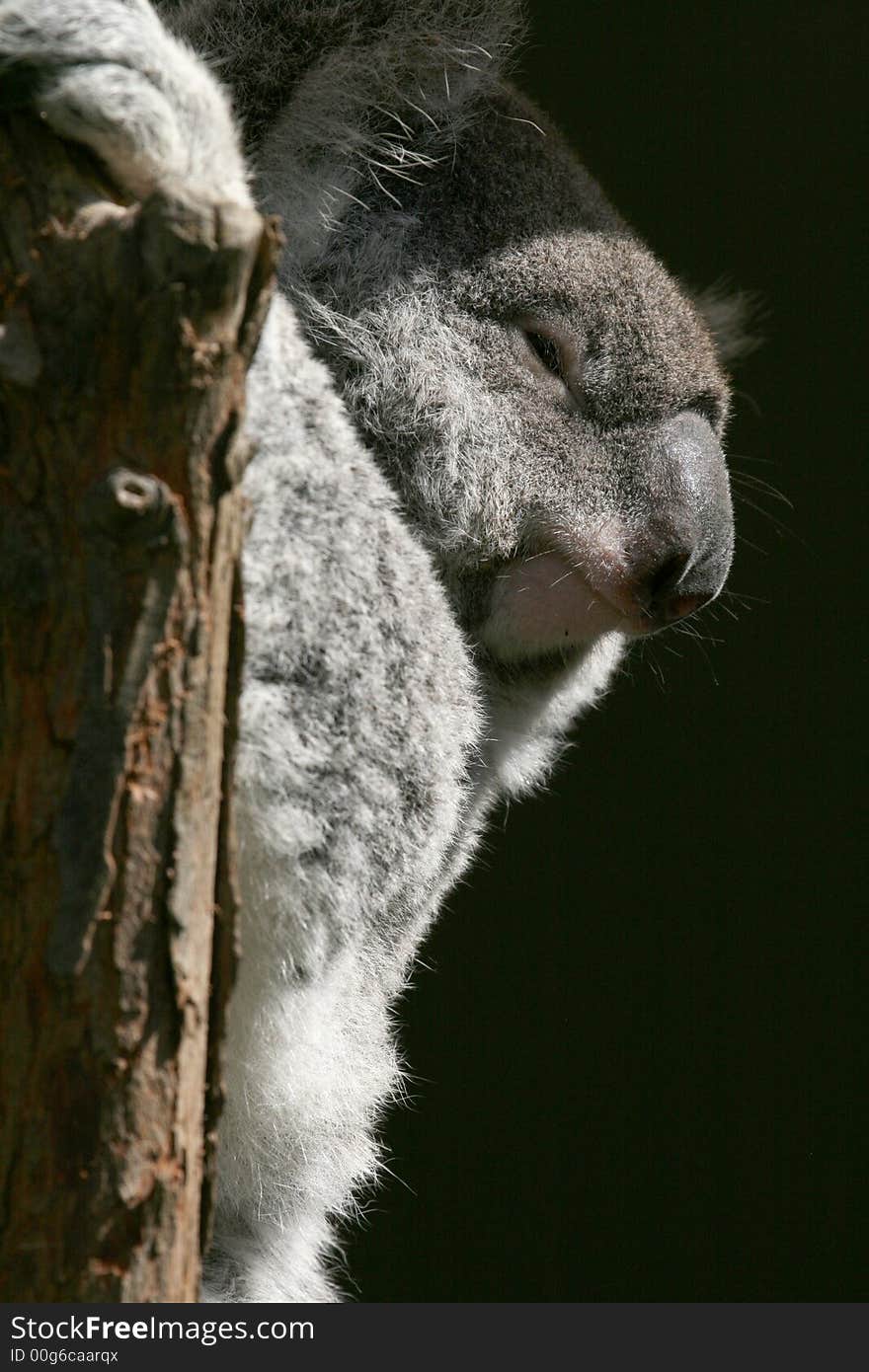 Koala smiling face in a tree