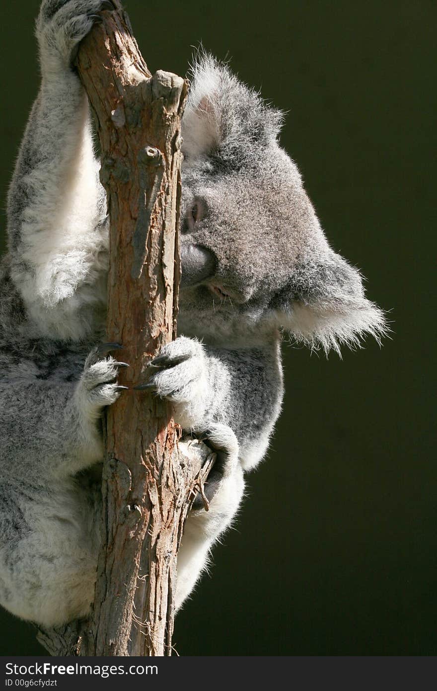 Koala holding a tree branch. Koala holding a tree branch