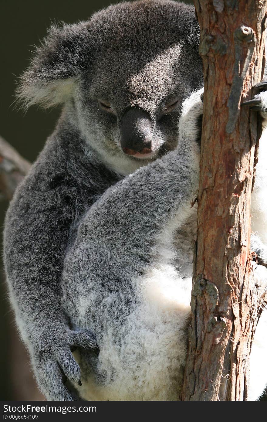 Koala sleeping in a tree