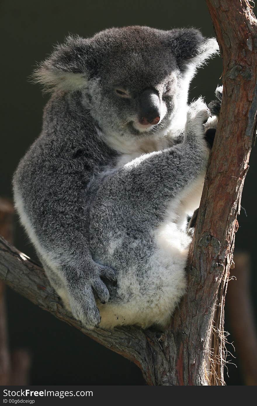 Koala body sitting