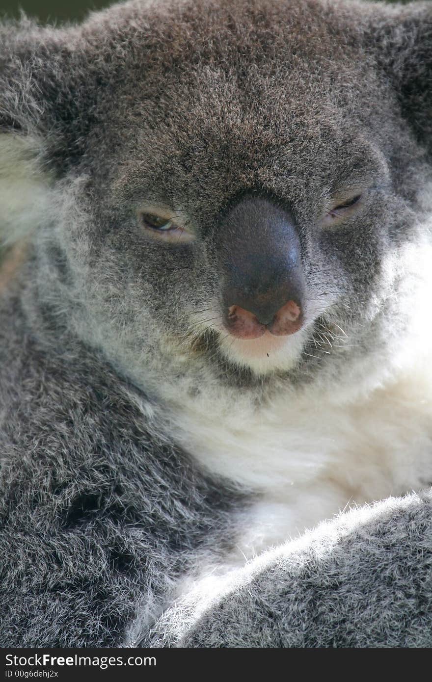 Koala with a funny look. Koala with a funny look