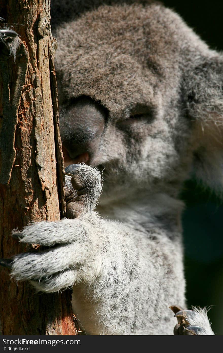 Koala hand holding a tree