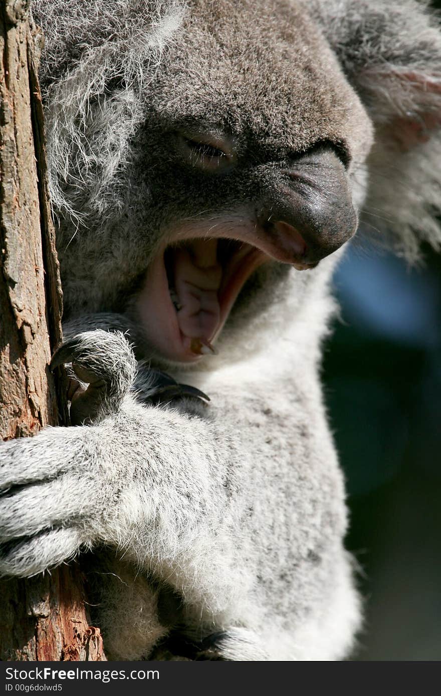 Koala yawning while on a tree