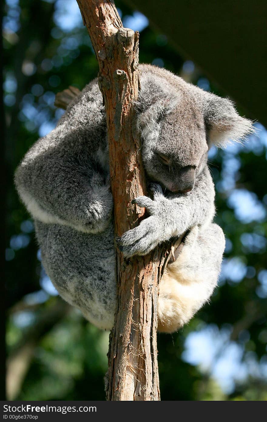 Koala forming a ball