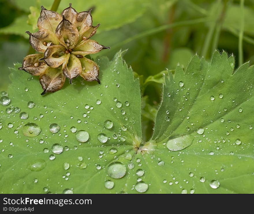 Water drops on the leafs of a Lady's mantle (Alchemilla). Water drops on the leafs of a Lady's mantle (Alchemilla)