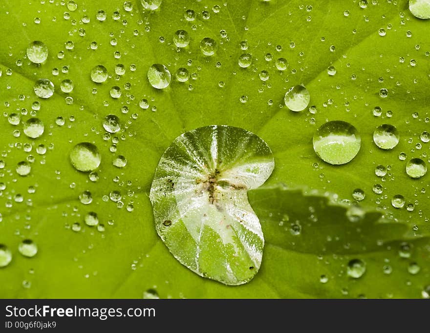 Water drops on the leafs of a Lady's mantle (Alchemilla). Water drops on the leafs of a Lady's mantle (Alchemilla)