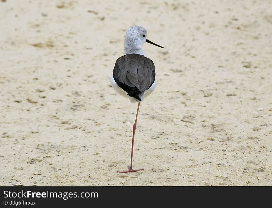 Black-winged Stilt  Himantopus