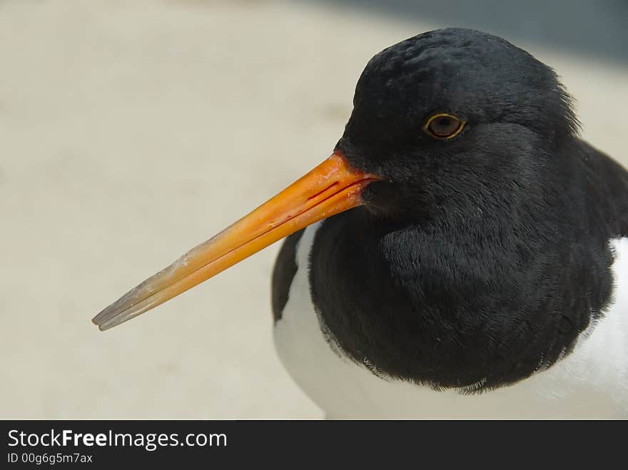 Oystercatcher Haematopus ostralegus close-up at a beach. Oystercatcher Haematopus ostralegus close-up at a beach